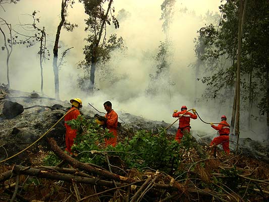 Para reducir los incendios forestales  proponen sustituir pinos y eucaliptos por especies autóctonas