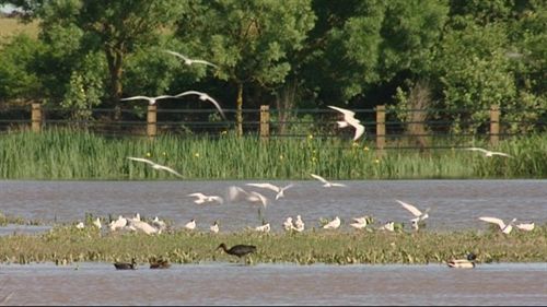Presentada Cuadernos de campo de Doñana