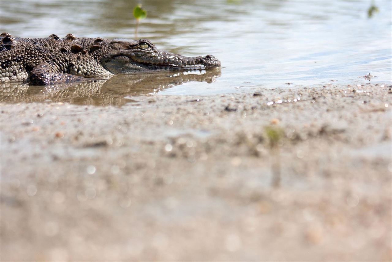 Un caimán se come a un prófugo de la justicia en EEUU