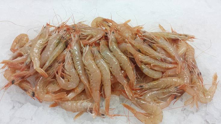 El 60% de la gamba blanca capturada en el Mediterráneo proviene del Estrecho de Sicilia y el stock está sobreexplotado
