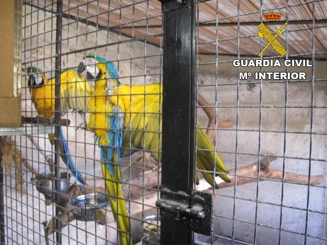 Localizan un criadero ilegal de aves exóticas protegidas en Bigues i Riells