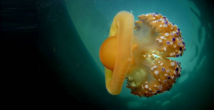 Conoce el proyecto más importante desarrollado en España sobre conservación marina