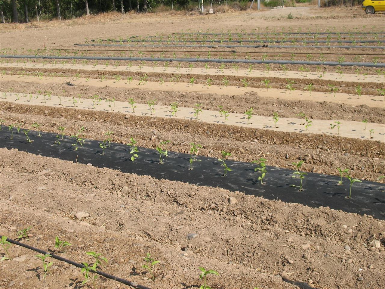 El CITA investiga alternativas biodegradables para utilizar como acolchado en cultivos