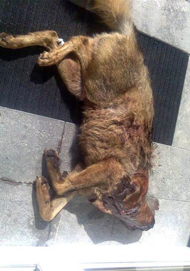 Decapitan un lobo ibérico en Asturias