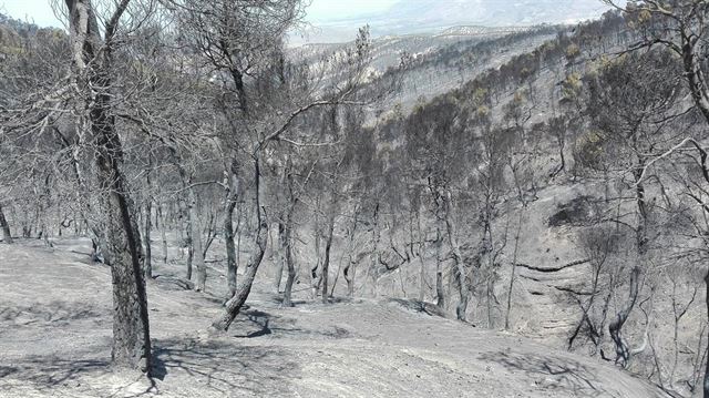 Primer aniversario del incendio forestal de Quesada