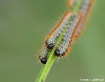 El potencial invasor del pino de Monterrey (Pinus radiata) en Galicia