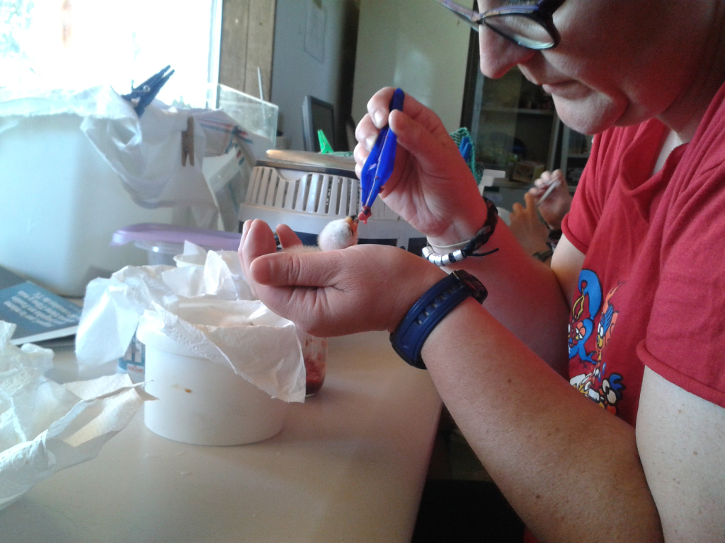 Más de 3.700 animales ingresaron en 2014 en el hospital de fauna salvaje de GREFA