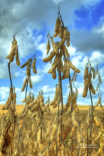 Resisten plan chino de soja patagónica