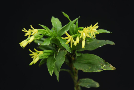 El genoma de las orquídeas revela por qué son tan diversas