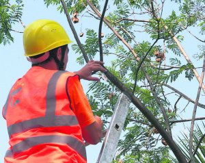 Paterna lucha contra el pulgón en 300 árboles con un sistema biológico