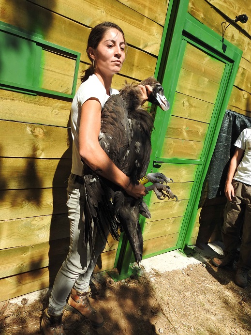 La reintroducción del buitre negro en la Sierra de la Demanda se pone en marcha