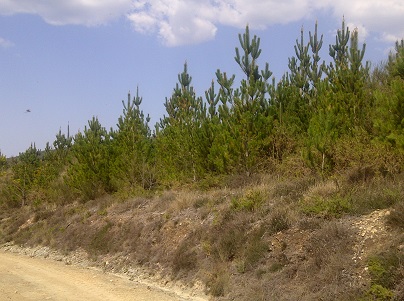 La Certificación Forestal FSC® en España: de un reto a una realidad. Compartir experiencias