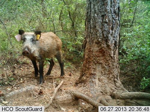 Los afectados por ataques de jabalí podrán solicitar su caza…