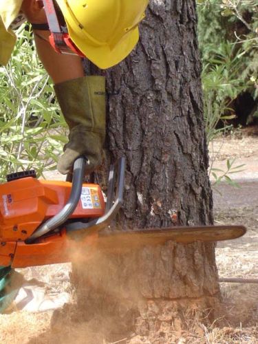 MARM somete a información pública el proyecto de Real Decreto de lucha contra tala ilegal