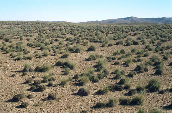 Las zonas áridas también absorben carbono atmosférico