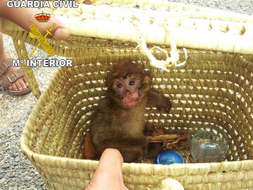 Intervenido un mono protegido en un control de carretera en Madrid