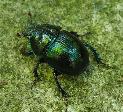 Castilla y León declara la plaga de escarabajos en siete municipios del sur de la provincia de Ávila