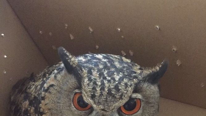 Agentes forestales rescatan a un búho real débil en Fuentidueña del Tajo