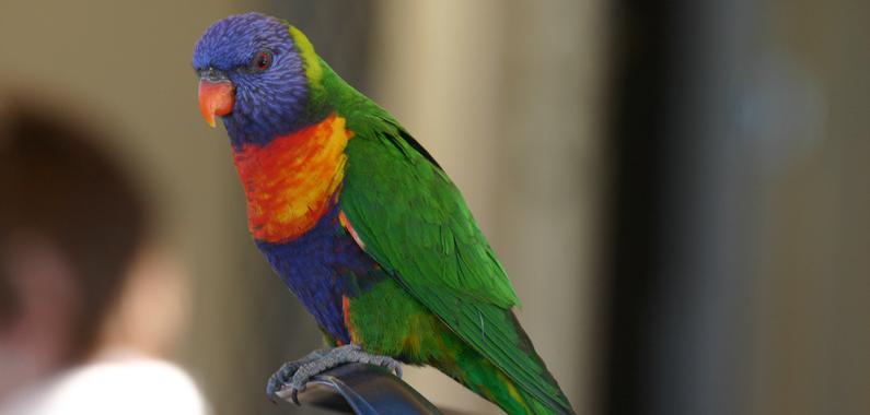 Las enormes dificultades de algunas especies en las ciudades