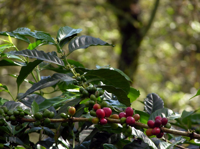 Usan café para remover metales pesados del agua