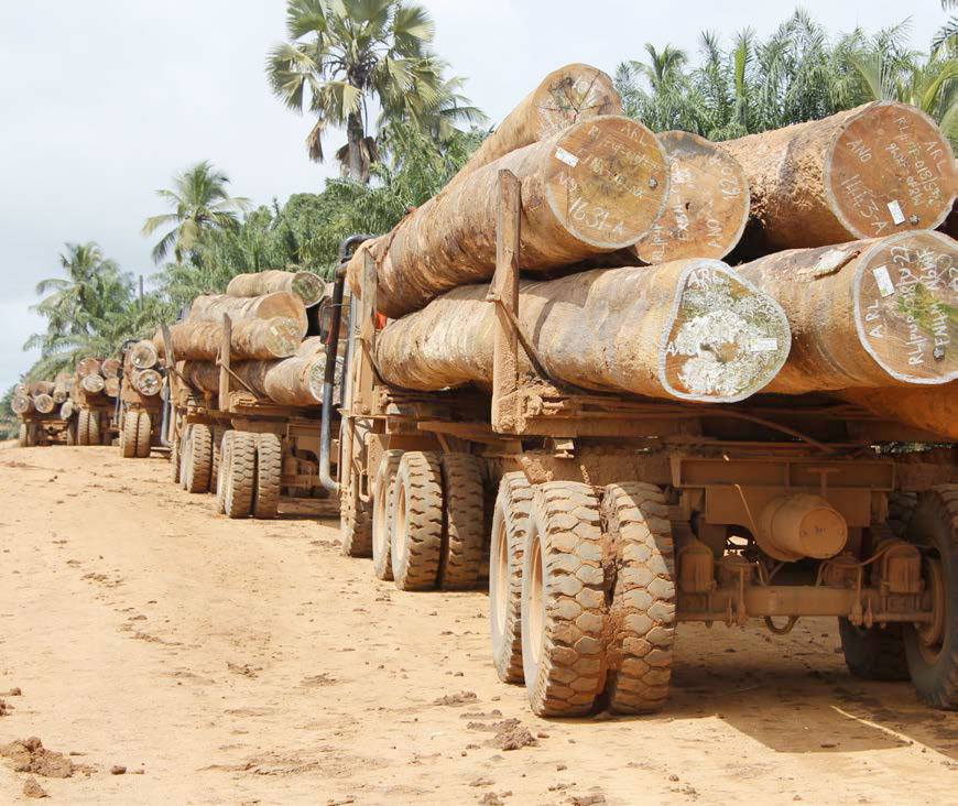 Carta abierta a la fao sobre los bosques tropicales