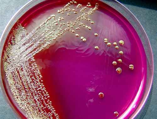 Plástico a partir de gluten de trigo
