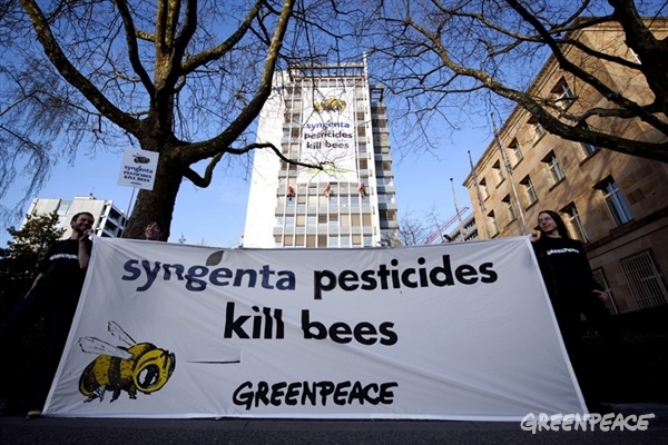 Abejas en declive: Hasta cuándo Syngenta negará a la ciencia