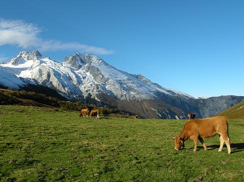 MARM y Caja Rural de Asturias agilizarán el pago de indemnizaciones por daños en la fauna silvestre de Picos de Europa