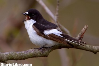 Cambio climático podría expulsar aves del planeta