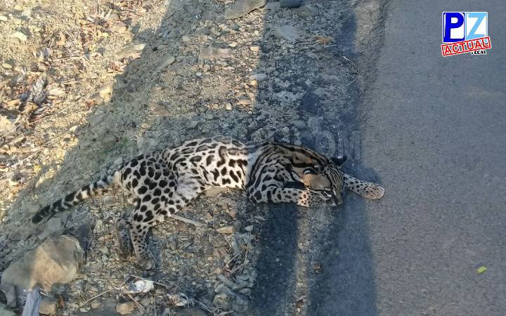 Costa Rica. El fin de semana atropellaron 3 manigordos en la Zona Sur