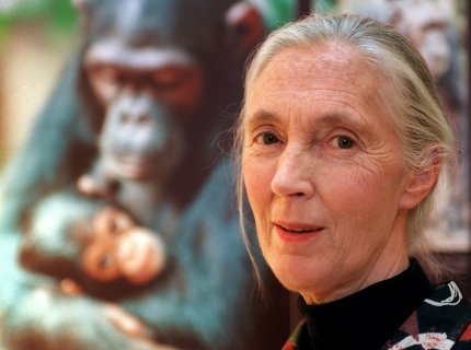 El Foro de la Biodiversidad muestra en una exposición la trayectoria de la naturalista Jane Godall