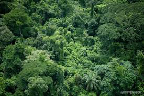 Argentina. Se redujo un 16% la deforestación durante el año pasado