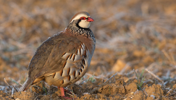 Las hormigas y los saltamontes son los animales que resisten mejor los efectos del fuego