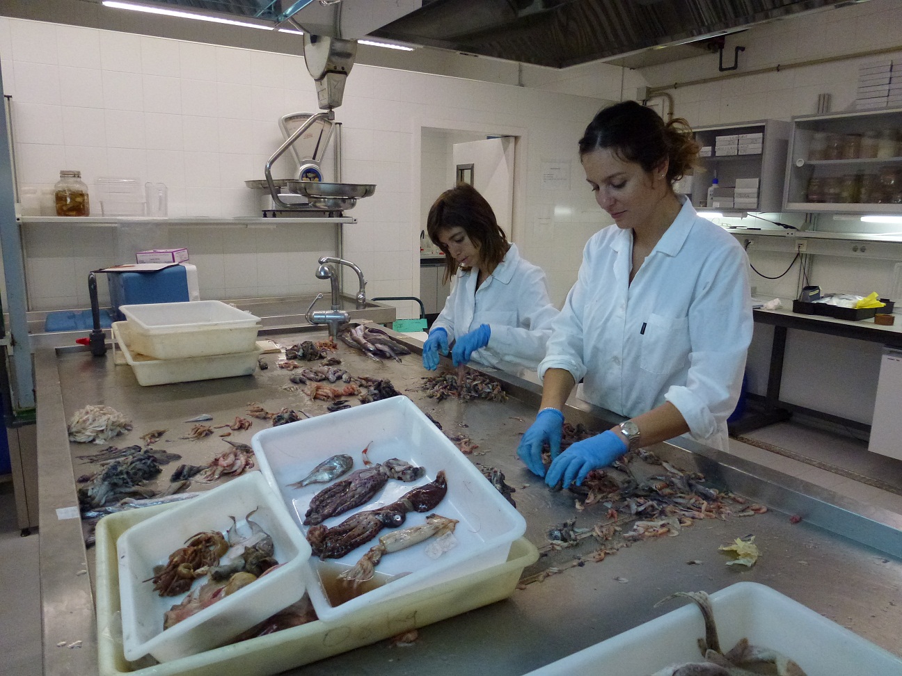 Marine Stewardship Council abre la convocatoria del programa de becas de investigación para estudiantes