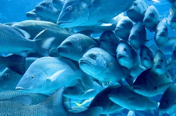 Preparan las campañas oceanográficas para estudiar los fondos marinos en áreas de pesca artesanal del Mediterráneo