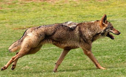 Miles de firmas para la defensa del lobo asturiano