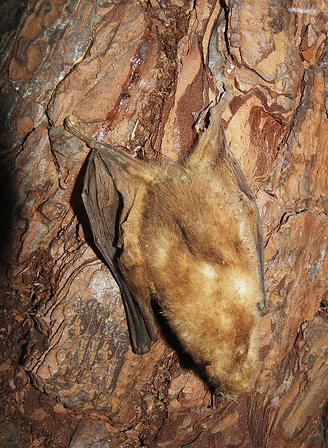 Un biólogo de la Universidad Nacional descubre un murciélago colombiano en vía de extinción