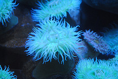 Identifican 15 recientes especies de pájaros en Amazonía de Brasil