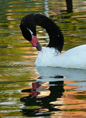 La población de cisnes de cuello negro baja a 100 en río Cruces