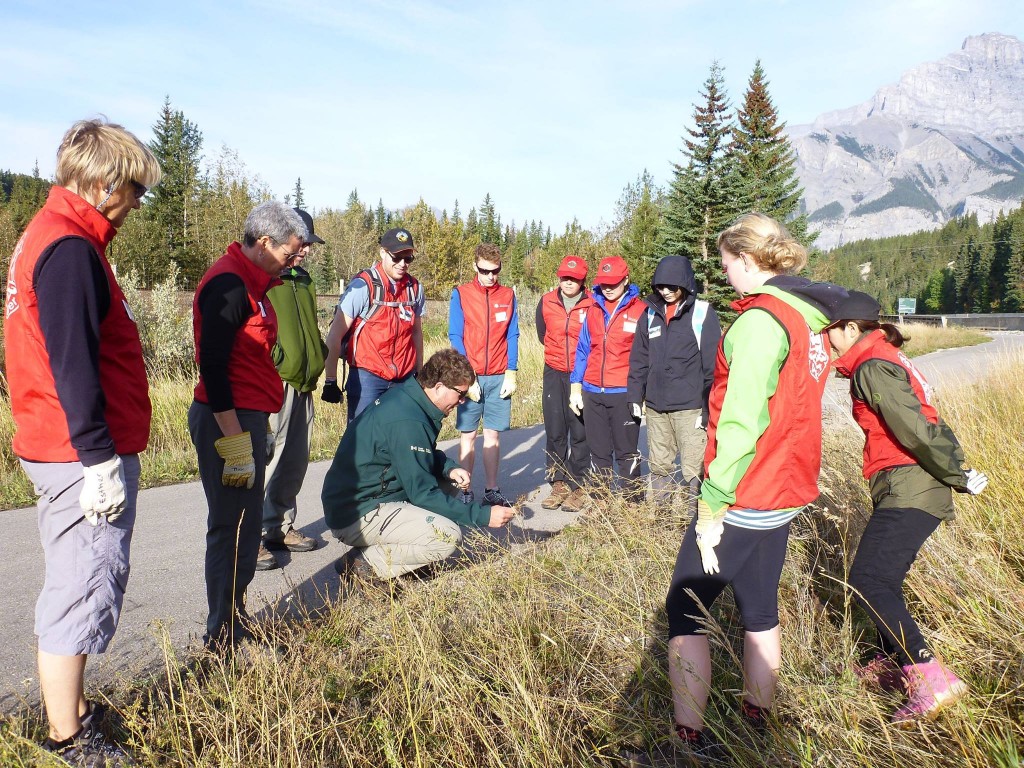 MAPFRE celebra mañana la I Edición de su Día de Voluntariado Corporativo con el lema Todos unidos por el Medio Ambiente