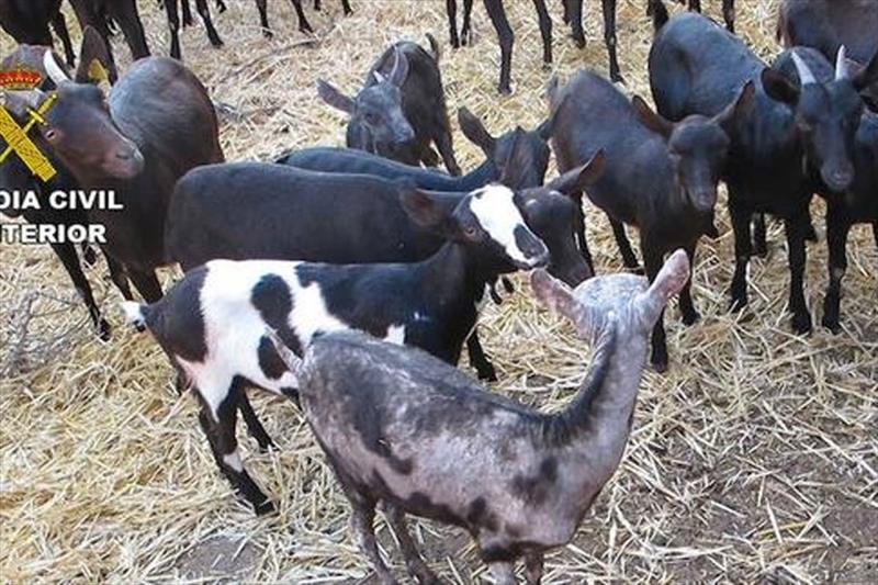 La Guardia Civil en Jumilla inmoviliza cabras y ovejas contagiadas con sarna que se iban a destinar a consumo humano