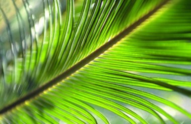 Plan de acción de Aceite de Palma Sostenible