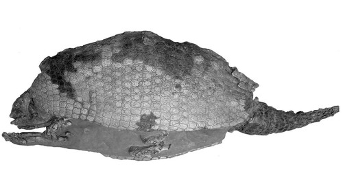 De Argentina a Estados Unidos