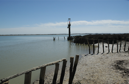 Ecologistas satisfechos con el compromiso político con la recuperación del estuario del Guadalquivir
