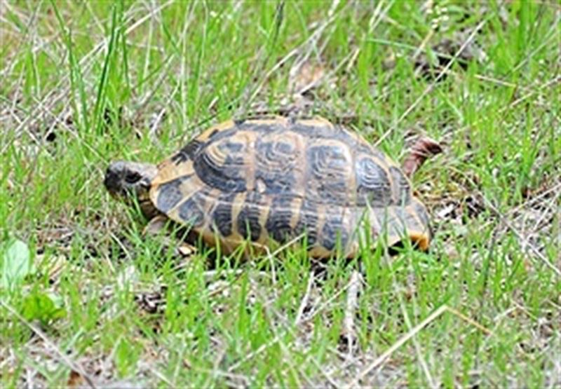 Dos centenares de tortugas mediterráneas ya se pasean libremente por el Parque Natural del Montsant