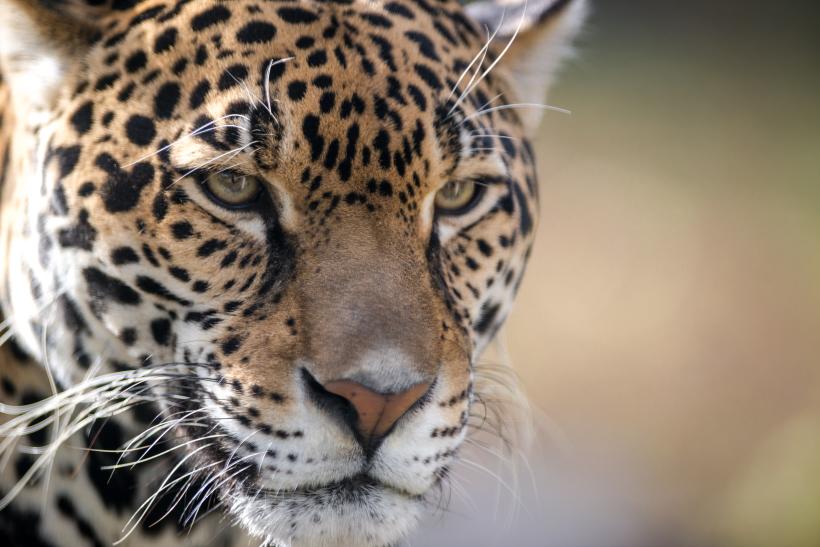 Juez federal mantiene protección a los jaguares en el suroeste de Estados Unidos