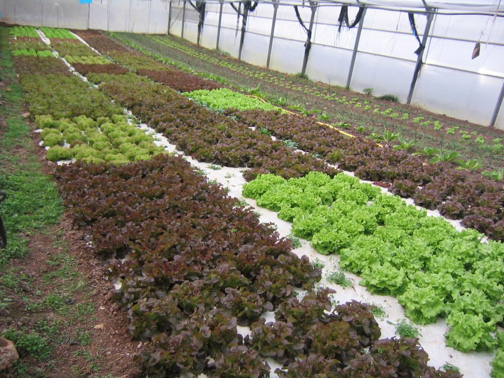 Investigan los fenómenos de defensa natural de los cultivos para su uso en el control de malas hierbas