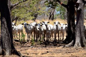 Cambio climático causa hambre en Centroamérica