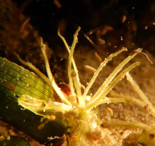 Crustáceos y poliquetos polinizan flores en el mar