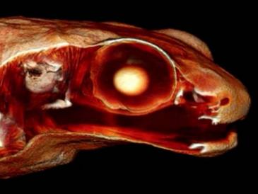 Ranas que oyen por la boca